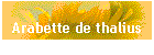 Arabette de thalius