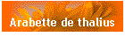 Arabette de thalius