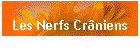 Les Nerfs Crniens